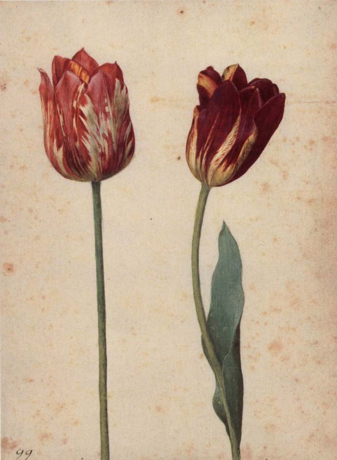 Two Tulips